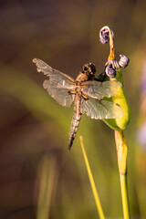 Dragonfly on a flower in Alaska.