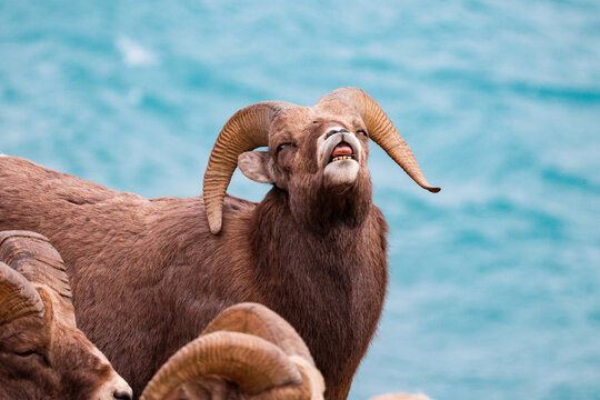 A photo of a young Bighorn sheep showing flehmen response in Alberta Canada