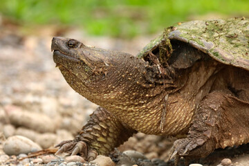 Close up photo of a Common Snapping Turtle on beach in Ontario Canada