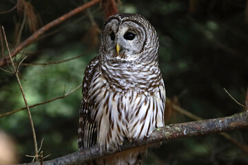 Fototapeta premium Barred Owl perched on a tree branch