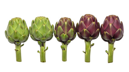 Five artichokes in various shades of green and purple