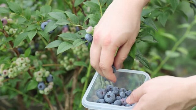 farmer picks blueberries in his garden
