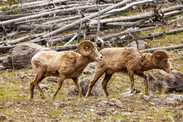 Obraz premium Bighorn sheep in the mountains