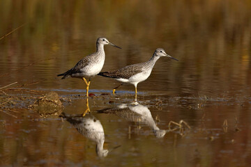 Obraz premium Greater Yellowlegs and their reflection