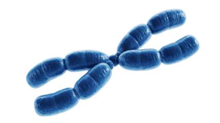 Blue Chromosome Structure