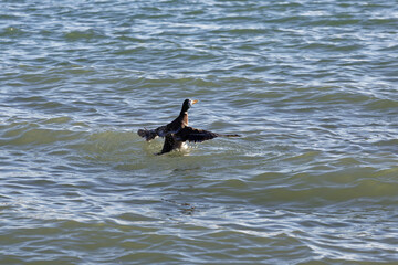 Wild duck swimming in the water at midday under a clear sky