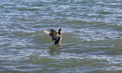 Wild duck flaps wings in water at the lakeshore during sunny afternoon