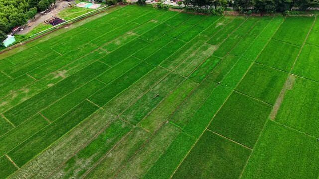 Aerial view of lush green rice fields with geometric patterns in rural countryside.