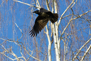 Bird flies above white trees in clear sky during daytime in the park