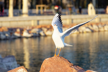 Bird standing on rock by the water during daylight in a park setting