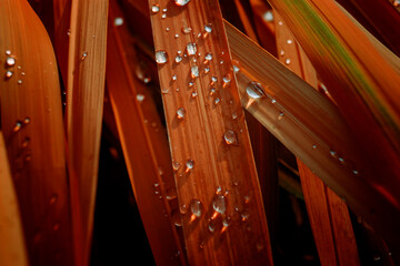 close up of a red door