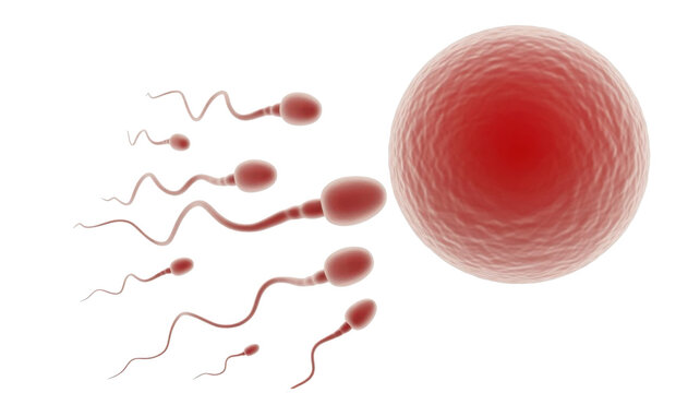 Sperm cells approaching an egg cell