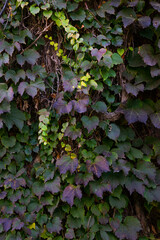 ivy on the wall
