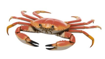 Close-up of a Red Crab