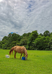cavalo marrom no pasto
