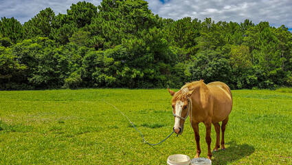 cavalo no pasto