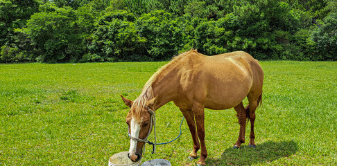 cavalo caramelo no pasto © Maria Novas