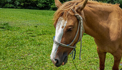 cavalo caramelo com faixa branca na cabe&ccedil;a