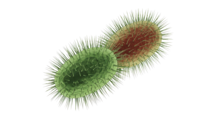 Dividing Bacteria Cells Illustration