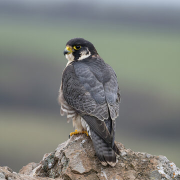 Peregrine falcon viewed from behind and slightly to the side