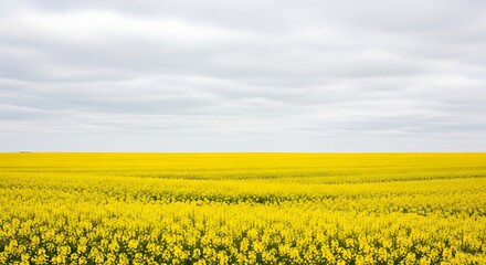 A vast field of bright yellow flowers under a cloudy sky stretching to the horizon on a flat landscape