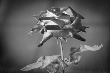 rosa em preto e branco