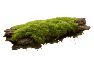 Green forest moss growing on earthy soil, fresh natural organic ground cover for garden landscapes, transparent background