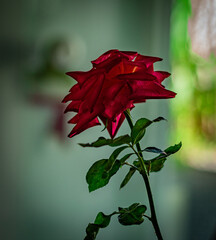 rosa vermelha com folhas