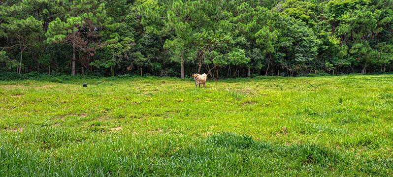 vaca no pasto