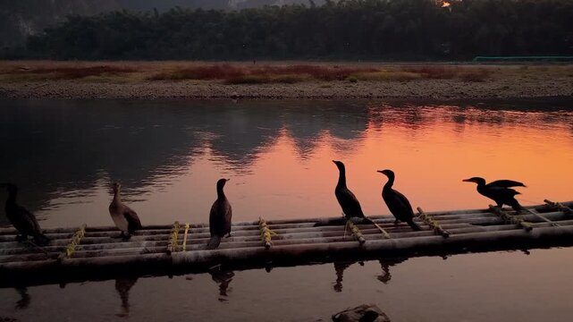 Cormorants on wooden raft in Xingping at Dusk, Yangshuo