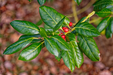 Holly bush branch closeup