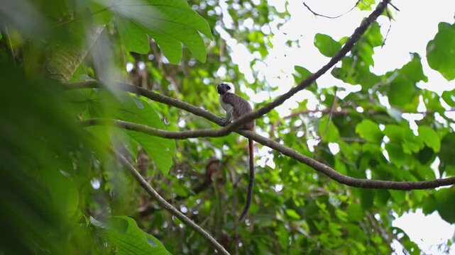 Mono Titi Cabeziblanco Silvestre en la Naturaleza - 4k