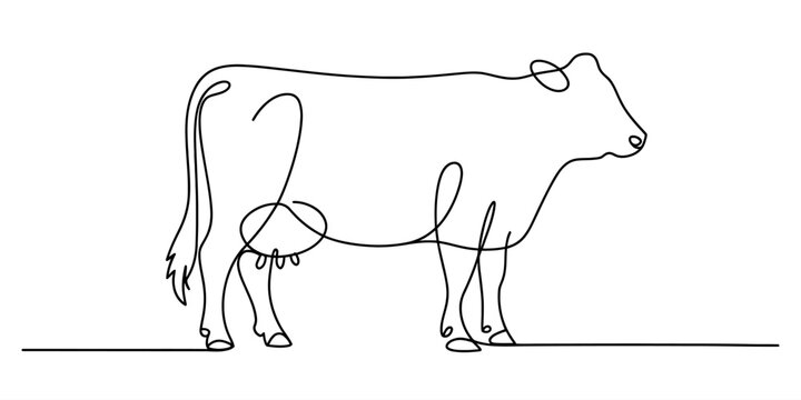Continuous line art drawing of a cow standing on a white background Vector, illustration