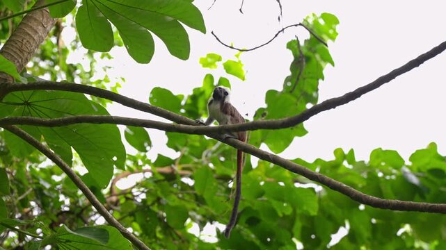 Mono Titi Cabeziblanco Silvestre en la Naturaleza - 4k