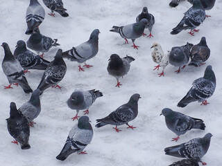 Group of pigeons on the snow
