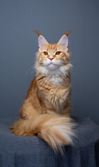 ginger maine coon cat with fluffy tail sitting on gray blanket against gray background with copy space