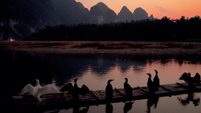 Cormorants on wooden raft in Xingping at Dusk, Yangshuo