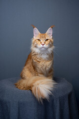 ginger maine coon cat with fluffy tail, looking at camera and sitting on gray blanket against gray background with copy space