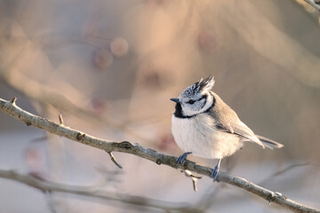 Haubenmeise © Markus