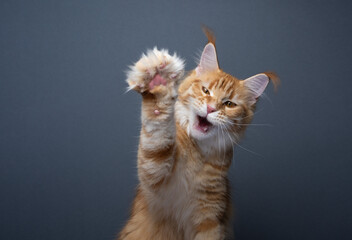Angry ginger Maine Coon cat raising paw with extendet claws and open mouth, studio portrait on gray background with copy space