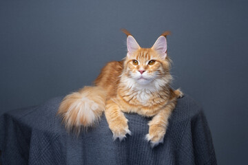 ginger maine coon cat with fluffy fur resting on gray blanket on gray background with copy space © FurryFritz