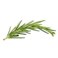 Fototapeta premium Fresh rosemary sprig
