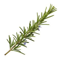 Fototapeta premium Fresh rosemary sprig with tiny blue flowers
