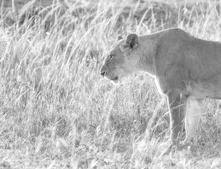 Lioness in grass with backlight