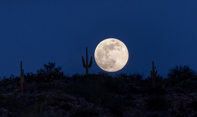 Full Moon and Saguaro Silhouette
