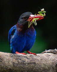 javan kingfisher on branch with prey