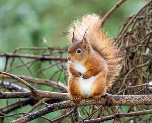 Fototapeta premium Close up of a Scottish red squirrel on the branch of a tree in the forest