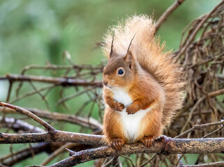 Obraz premium Close up of a Scottish red squirrel on the branch of a tree in the forest