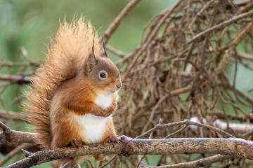 Close up of a Scottish red squirrel on the branch of a tree in the forest