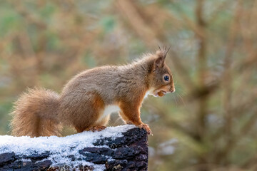 Hungry little Scottish red squirrel in the woodland in winter  in the snow